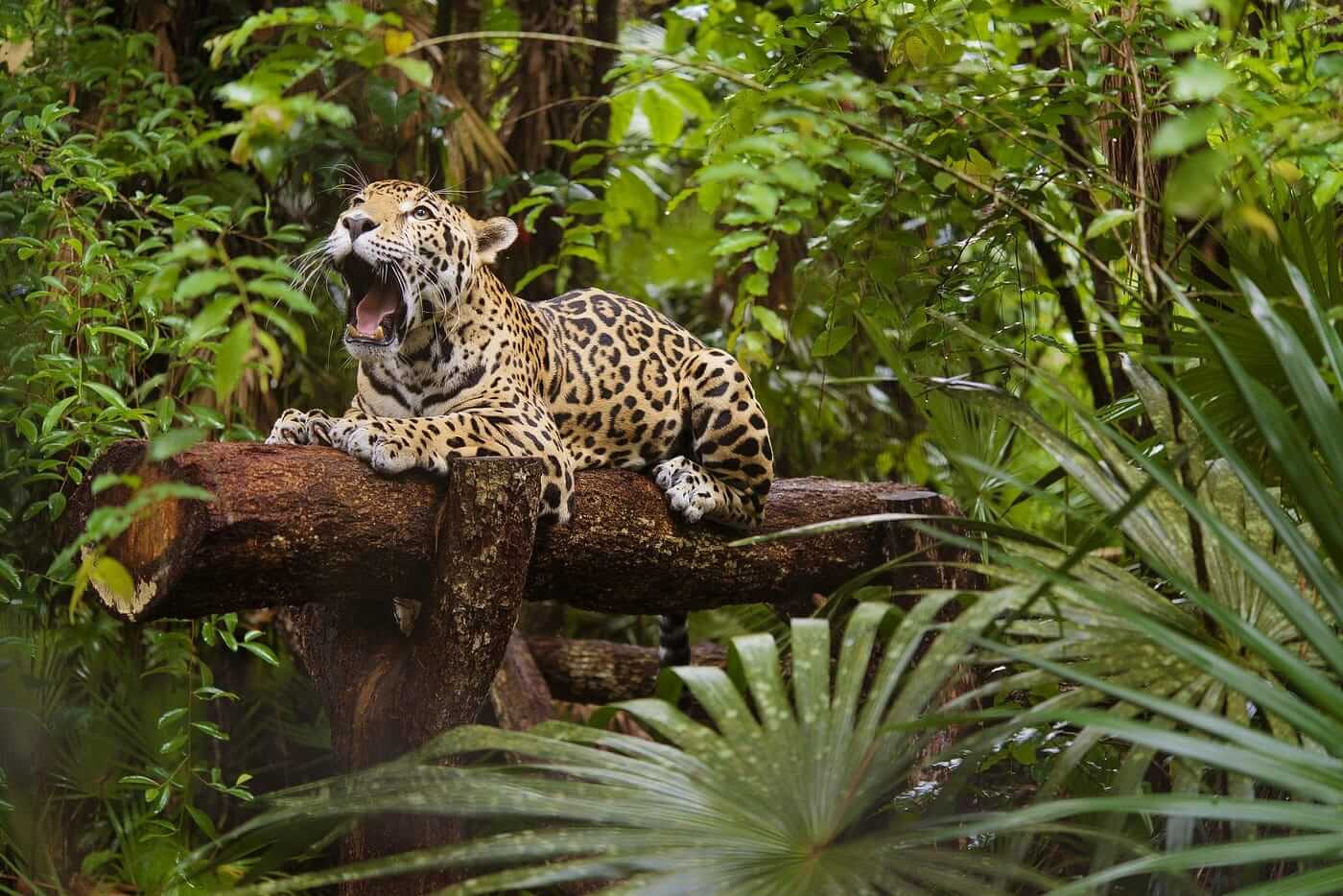 jaguar-belize-guidecuador
