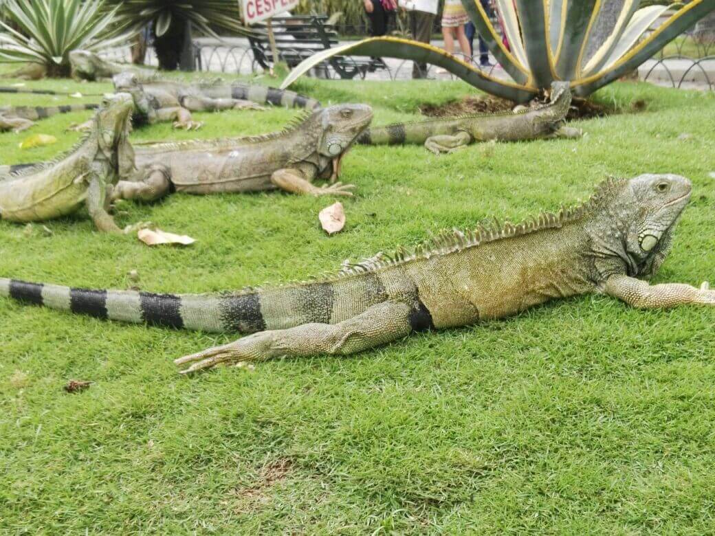 guayaquill city private tour