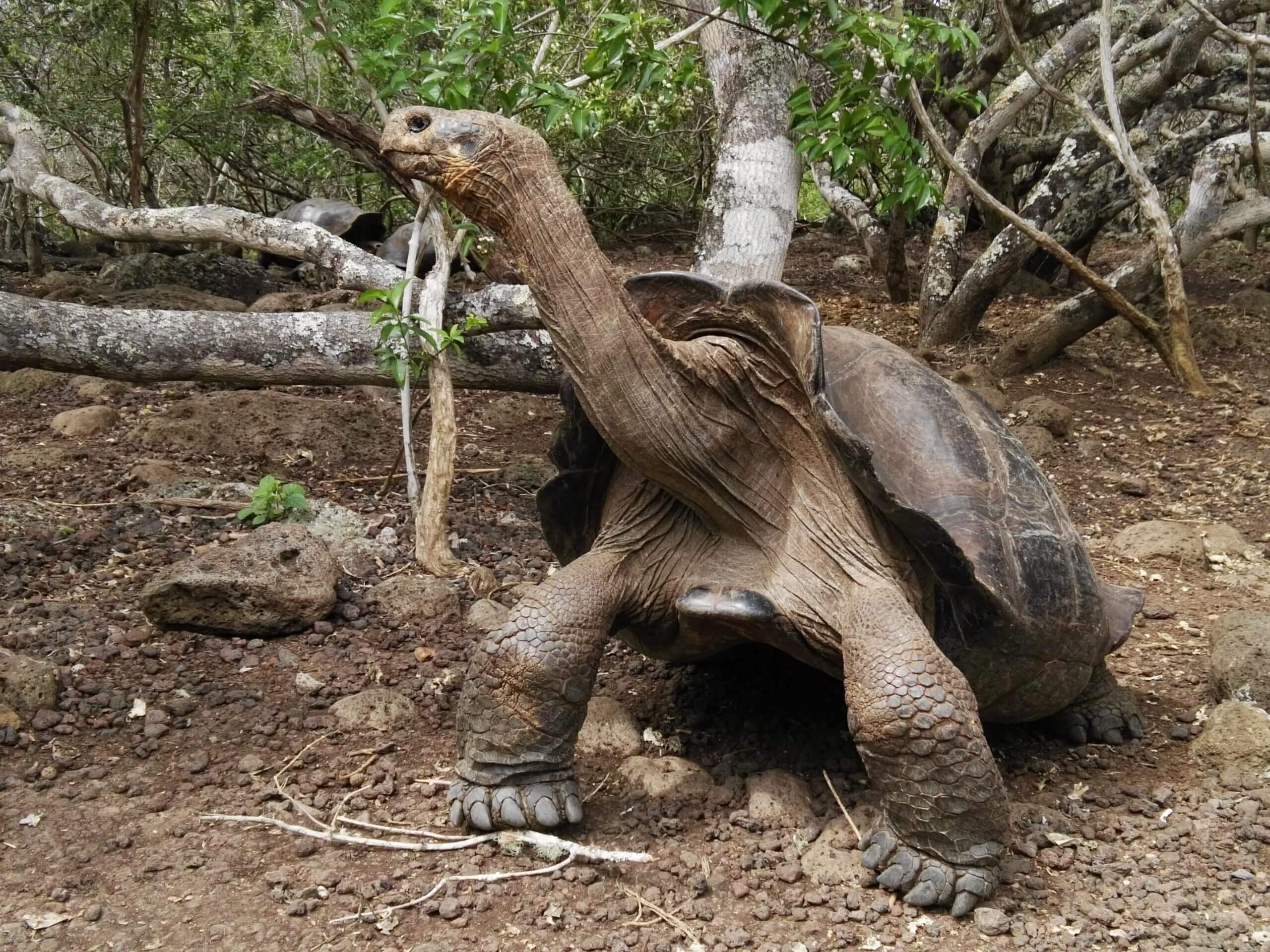 Guide-Galapagos-School-Journey-9-Days-Tour