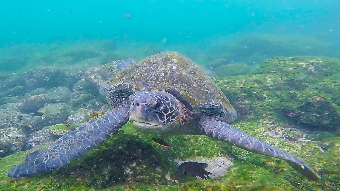 best-of-Galapagos-Big-five-9-days-tour