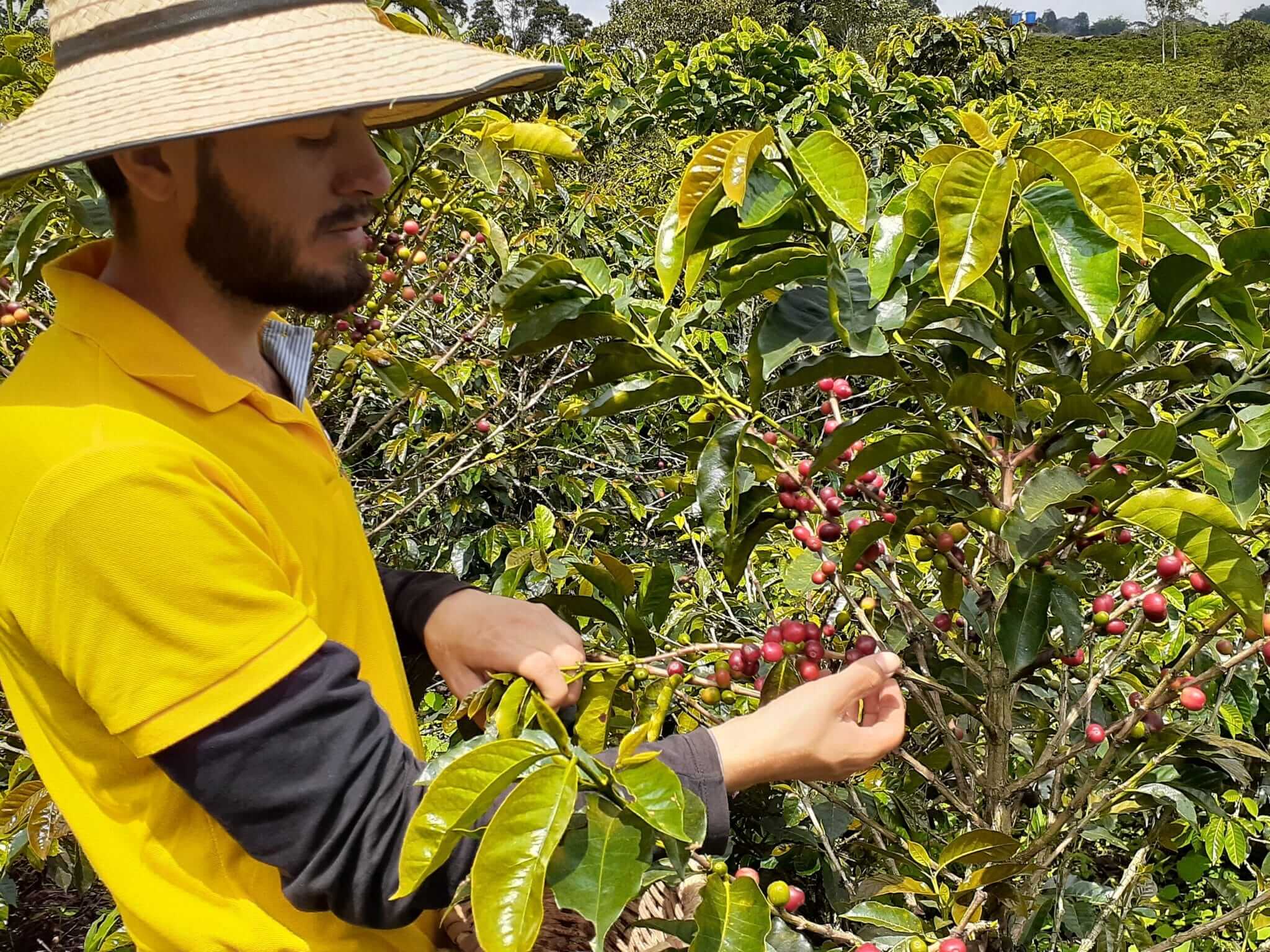 top-10-best-places-to-visit-in-colombia-salento-coffee-farm