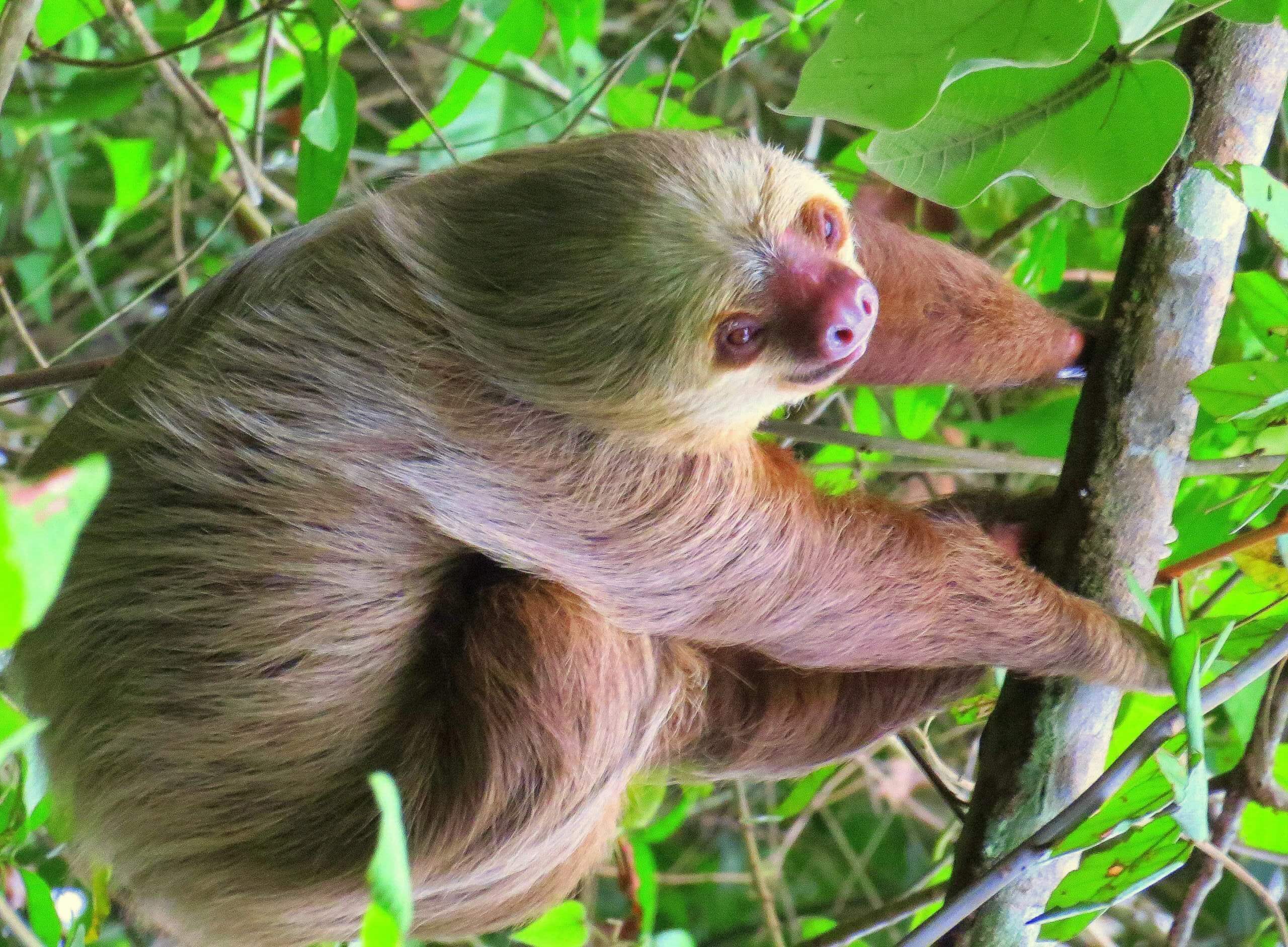 panama 8 days tour complete experience bocas del toro , embera tribe and canal de panama