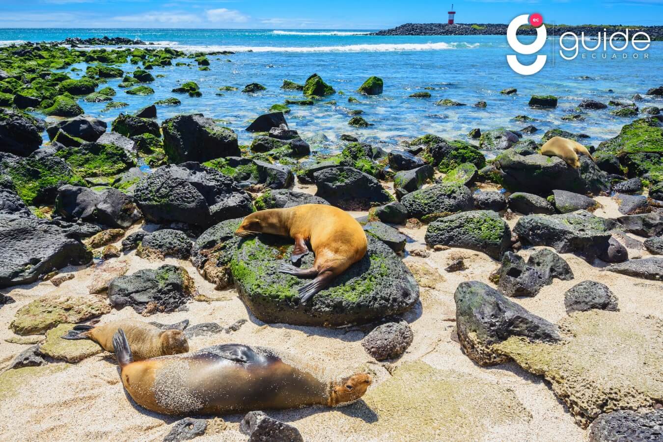 galapagos-guidecuador
