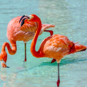 Aruba, Bonaire & Curaçao 8 Days Tour. Start: Aruba, End: Aruba