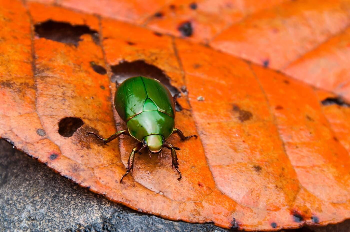 Cuyabeno Amazon Tour Ecuador – 6-Day Adventure