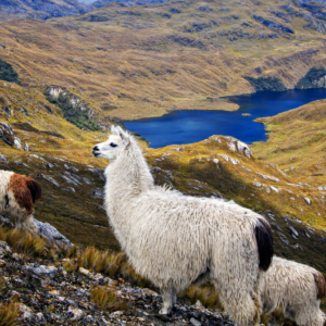 Cajas National Park & Cuenca City Private Tour