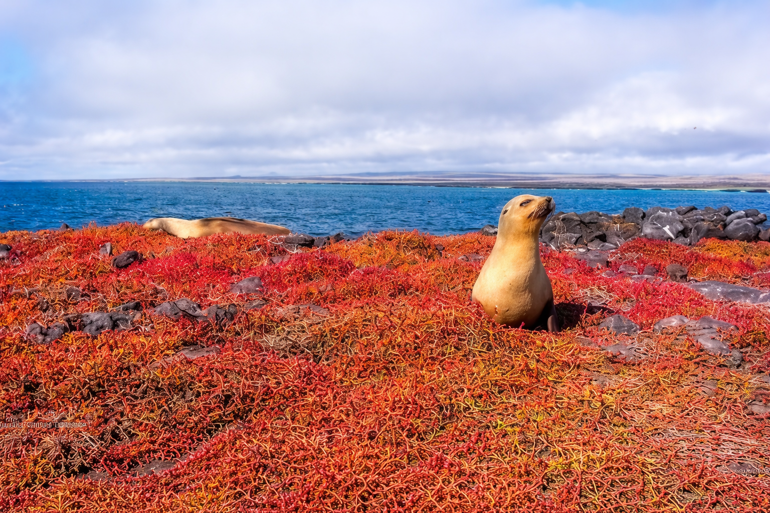 South Plazas Island day tour
