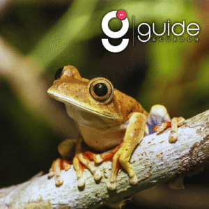 La Selva Amazon Lodge 4 Days Tour