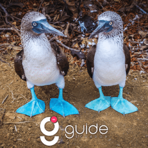Galapagos Luxury 8 Days Tour