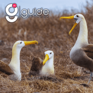 Española Island Day Tour and Gardner Bay