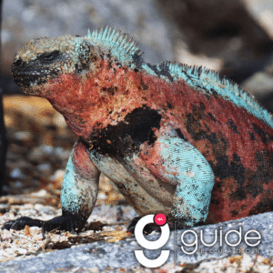 Floreana Island Tour