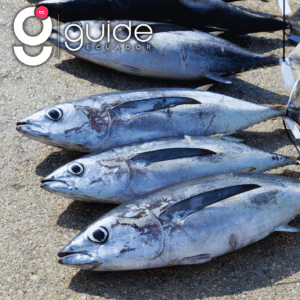 Pinzon Island Day Tour & Fishing Experience