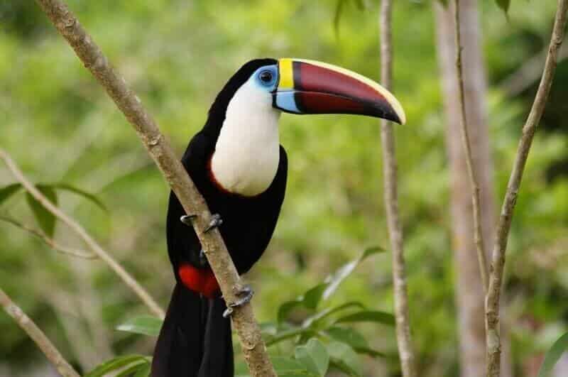 Achuar Lodge 7-Day Amazon Jungle Expedition Ecuador