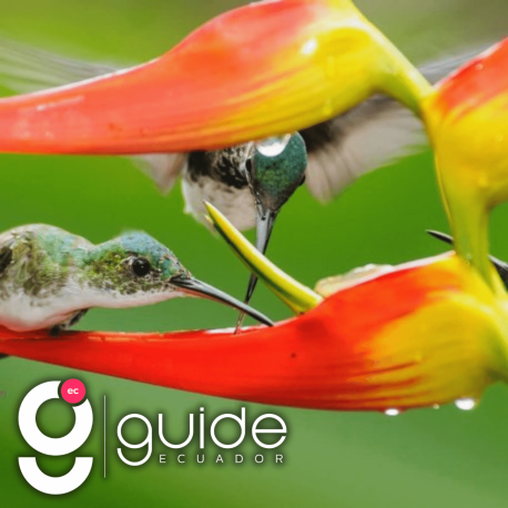 ecuador-big-five-18-days-tour