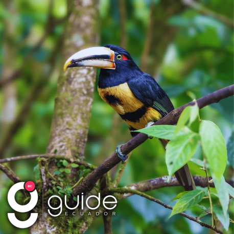 mindo-tour-experience-from-quito-last-minute-private-tour