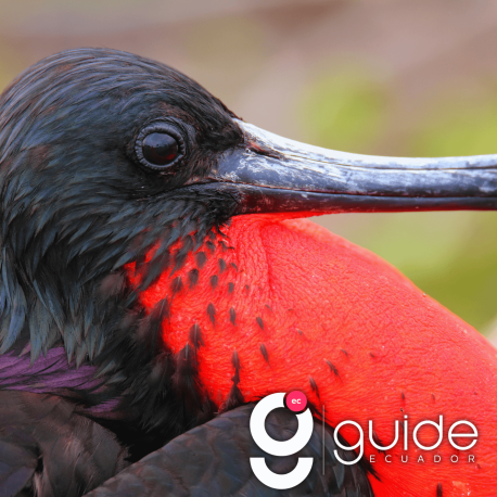 affordable-8-days-galapagos-island-hopping-tour