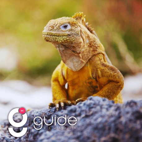 Galapagos-Express-6-Days-Island-Hopping-Tour