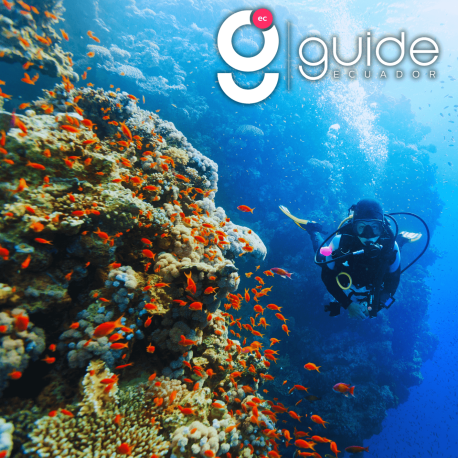 galapagos-scuba-diving-tour-7-days