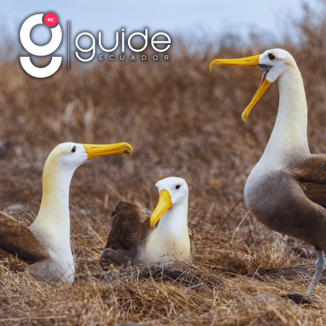 espanola-island-day-and-gardner-bay-day-tour-galapagos