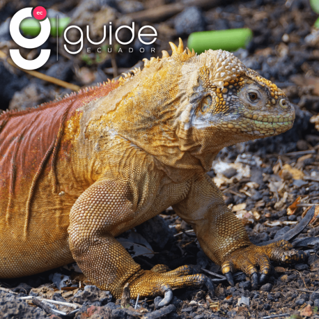 santa-fe-island-tour-from-santa-cruz-galapagos