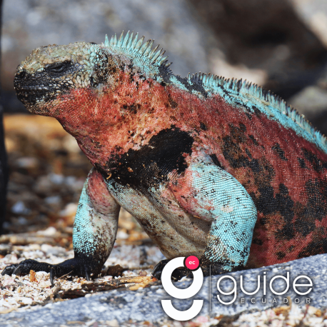 floreana-island-day-tour-from-santa-cruz-galapagos-islands