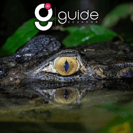 cuyabeno-best-tour-waita-lodge-ecuador