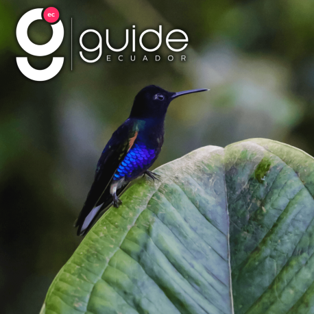 ecuador-hiking-tour-5-days-tour-cloud-forest