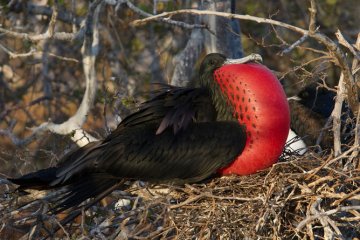 The-Galapagos-New-Marine-Reserve