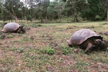 new-galapagos-giant-tortoise-from-fernandina