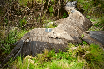 condor-felipe-last-flight