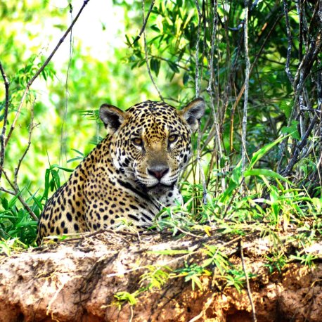 best of brazil 11 days tour starting in Rio de Janeiro