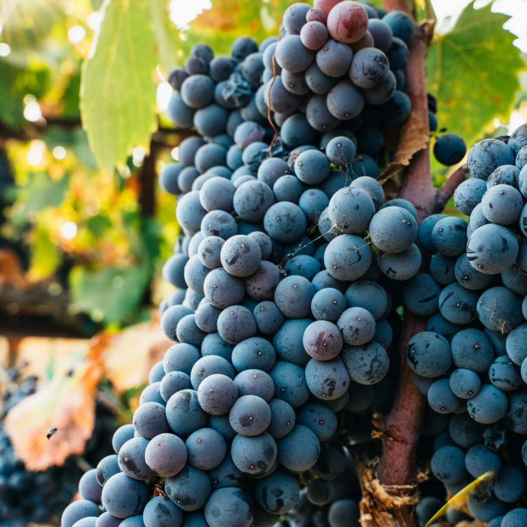 guidecuador-4-winery-scaled