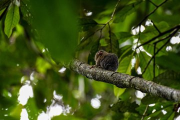 amazon rainforest biodiversity