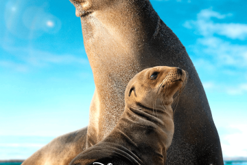 galapagos disney sea lions movie