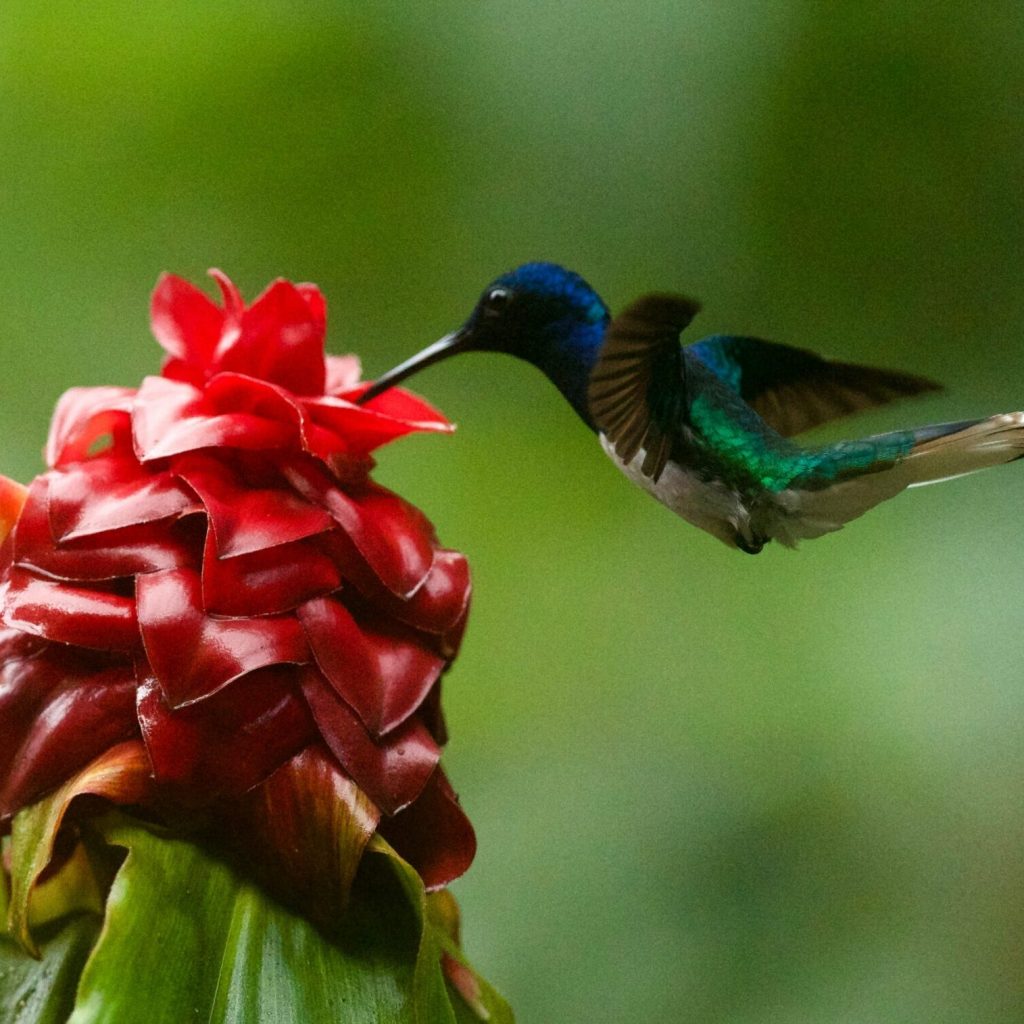 Mindo Cloud Forest and Adventure Tour