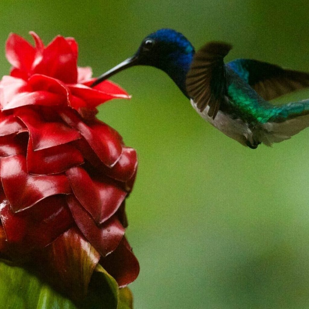 Ecuador cloud forest tour