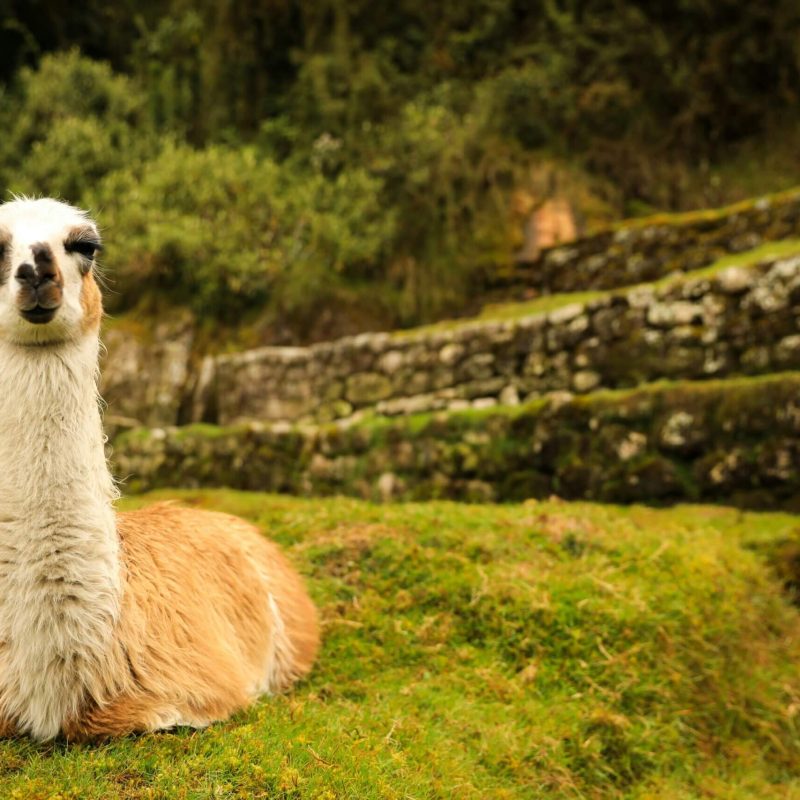 machupicchu-3-scaled