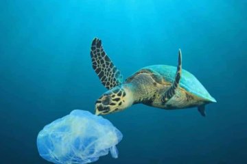 galapagos plastic and recicle