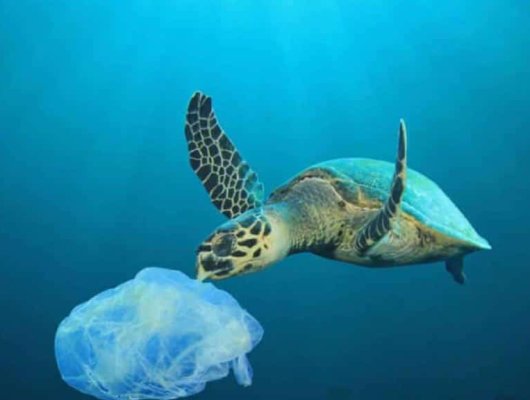 galapagos plastic and recicle