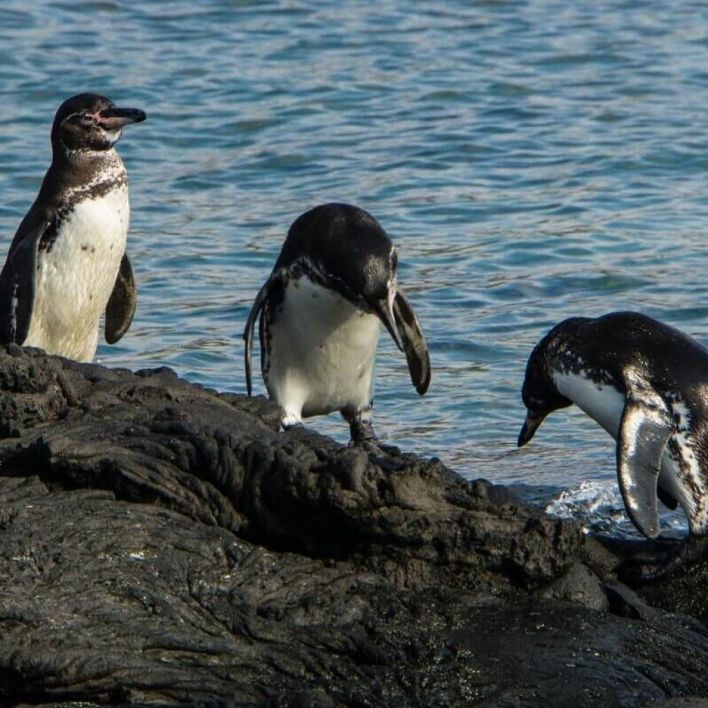 galapagos big five 9 days tour