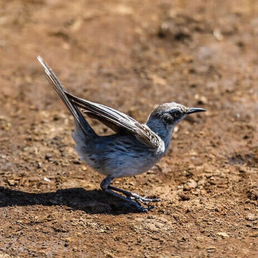 Sierra Negra & Volcán Chico Day Tour