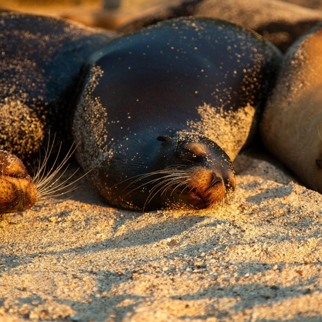 Española Island Day Tour and Gardner Bay