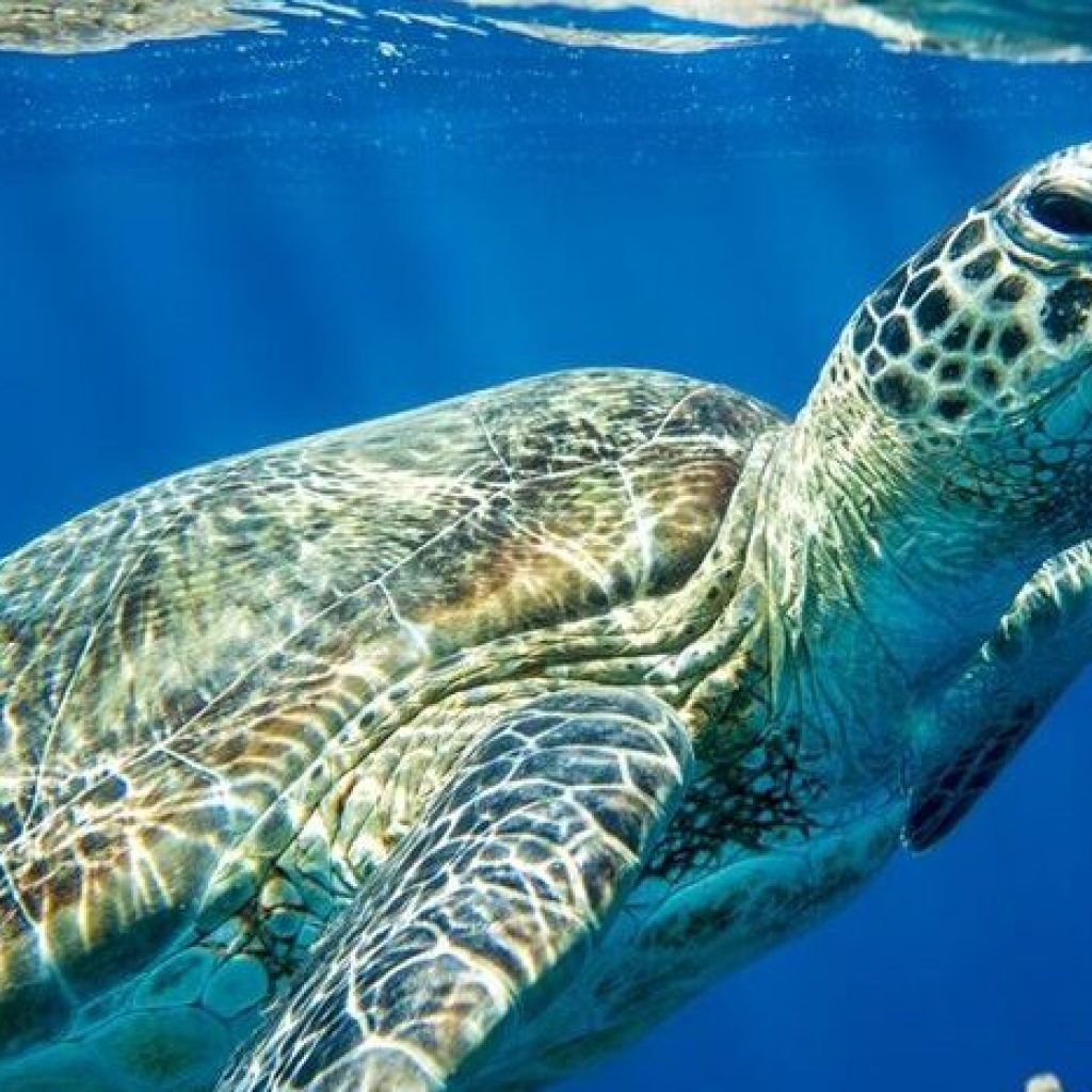 Ultimate 6-Day Galapagos Islands Tour Package