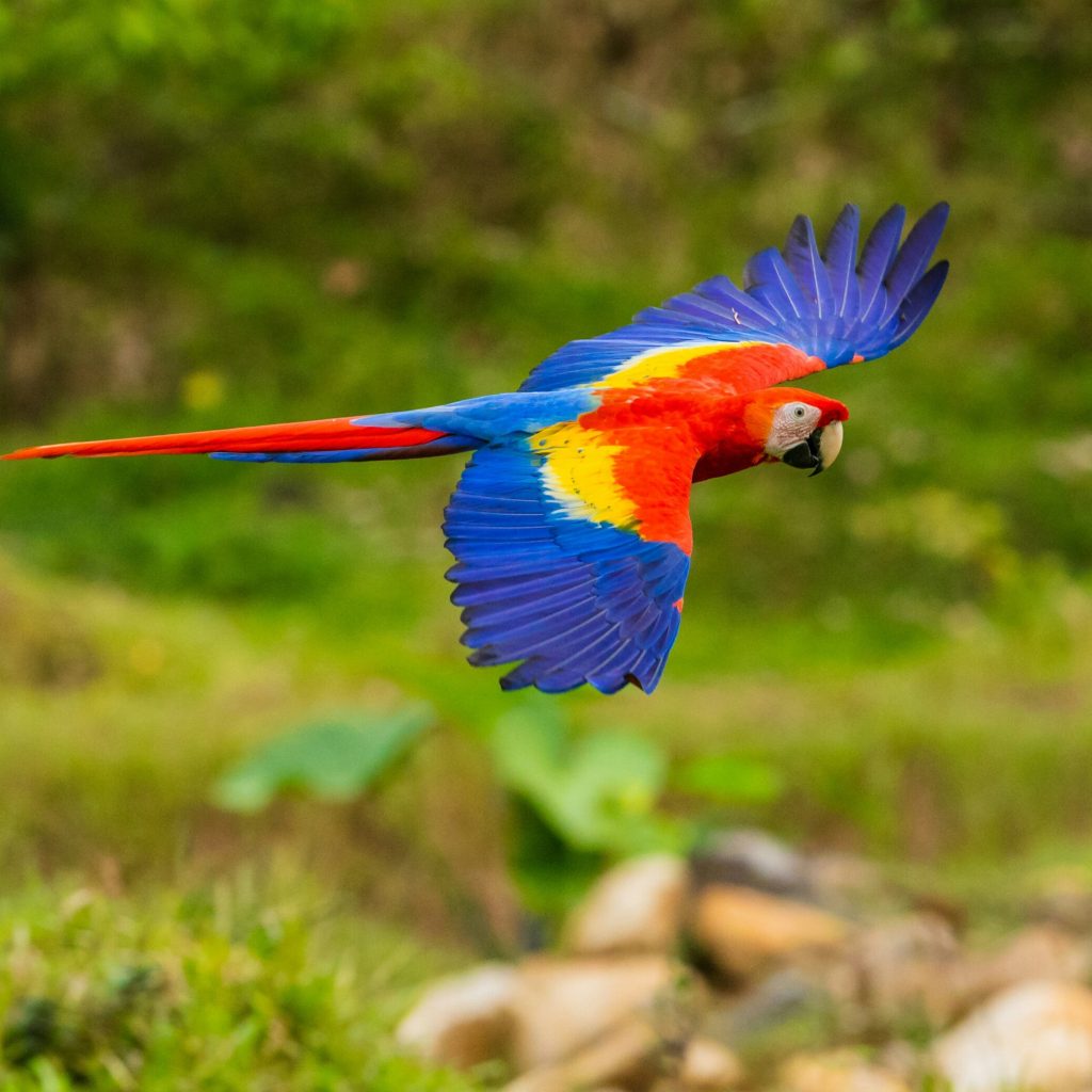 Best of Costa Rica 9 Day Tour