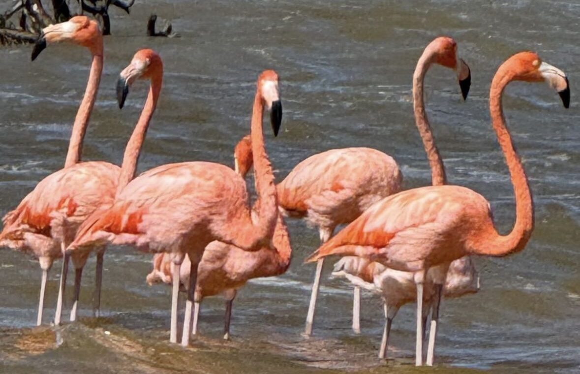 Ecuador Big Five 18 Days Tour – Complete Ecuador Highlights Experience