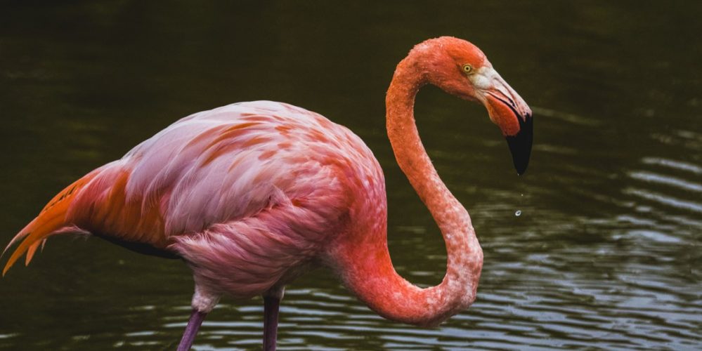 Ecuador Big Five 18 Days Tour – Complete Ecuador Highlights Experience