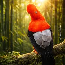 Ecuador cloud forest tour