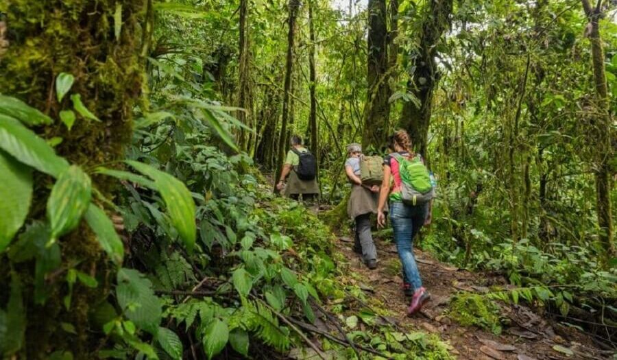 Ecuador cloud forest tour