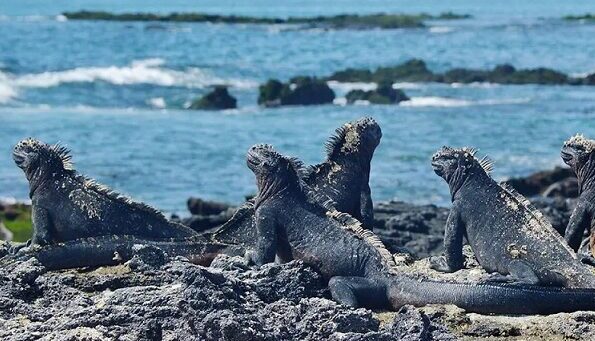 Galapagos Outdoor 9 Days Tour – Adventure & Wildlife Experience