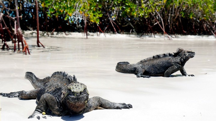 galapagos big five 9 days tour